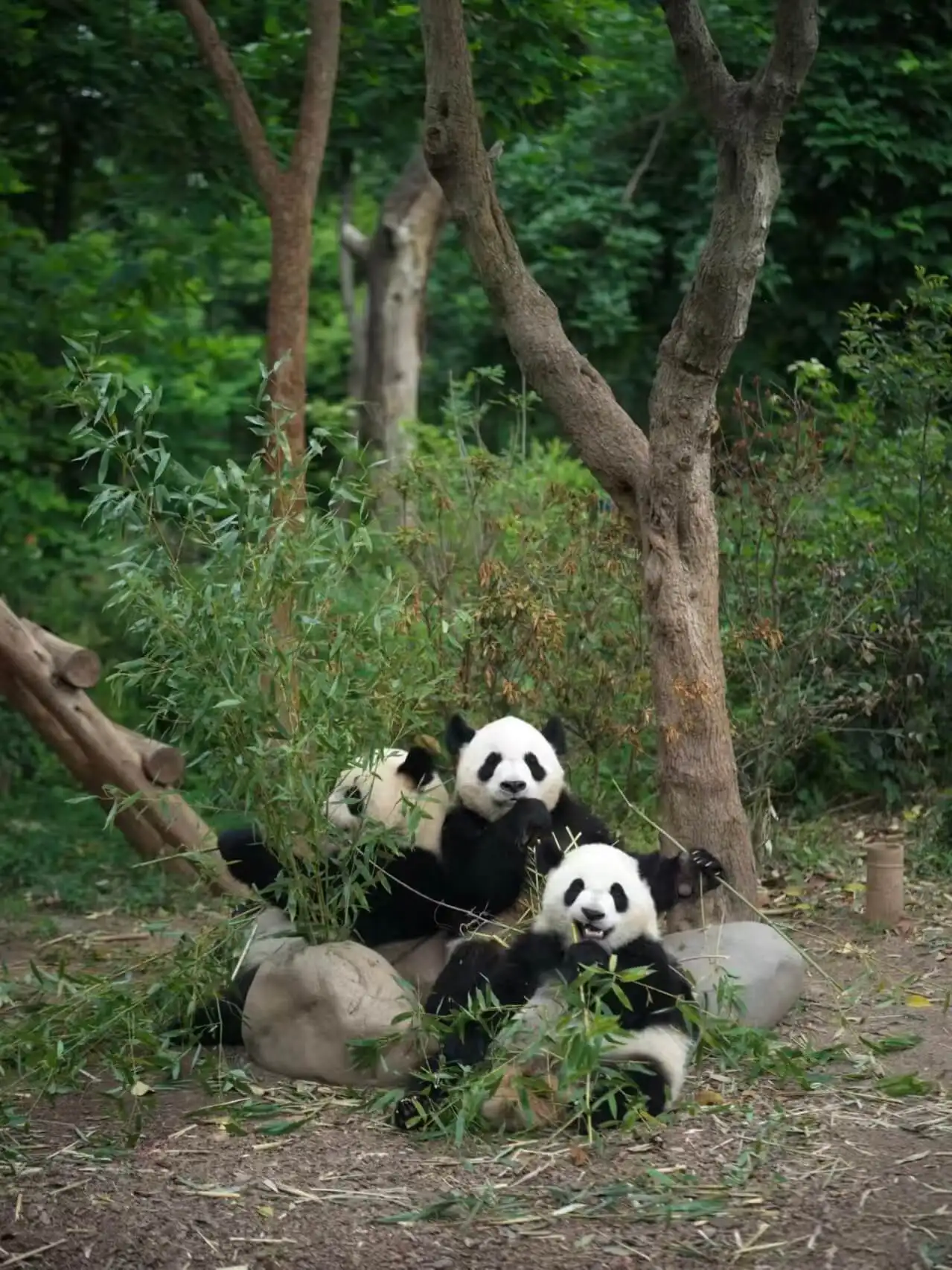 Chengdu Travel Guide | Pandas, Food, Attractions & Itinerary | Fugo - image 5